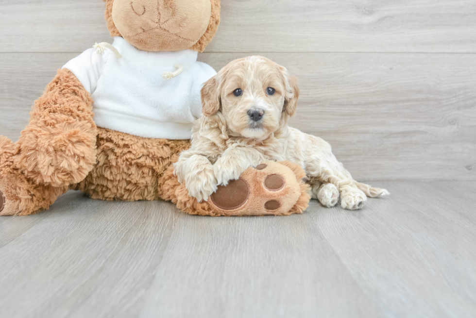 Mini Goldendoodle Puppy for Adoption