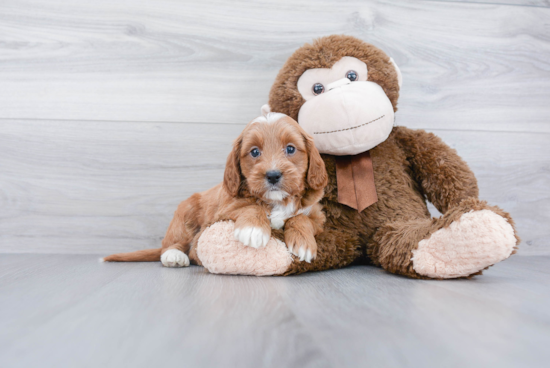 Cute Mini Goldendoodle Baby