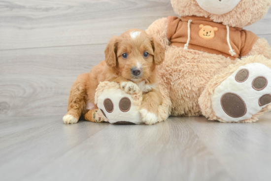 Mini Goldendoodle Puppy for Adoption