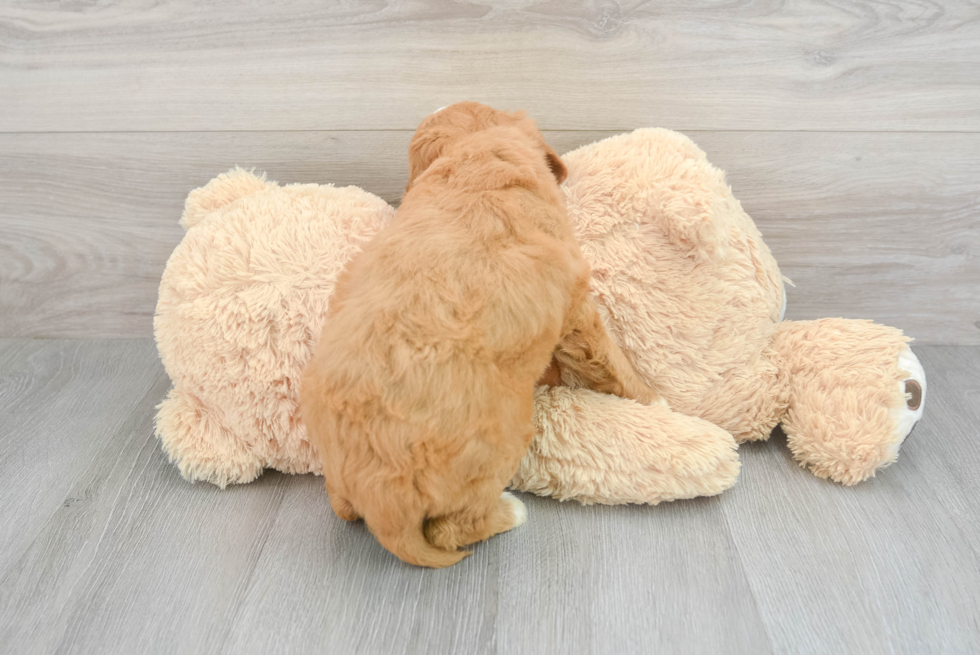 Mini Goldendoodle Pup Being Cute