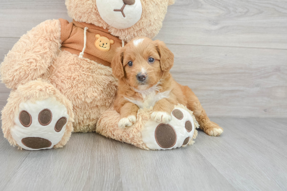 Cute Mini Goldendoodle Baby