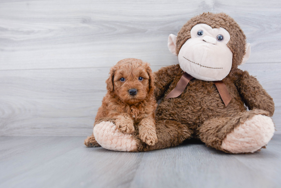 Mini Goldendoodle Puppy for Adoption