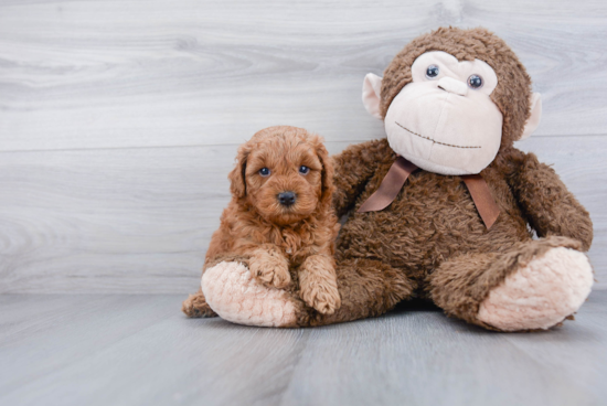 Mini Goldendoodle Puppy for Adoption