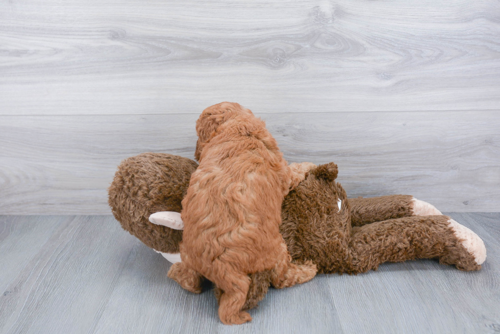 Mini Goldendoodle Pup Being Cute