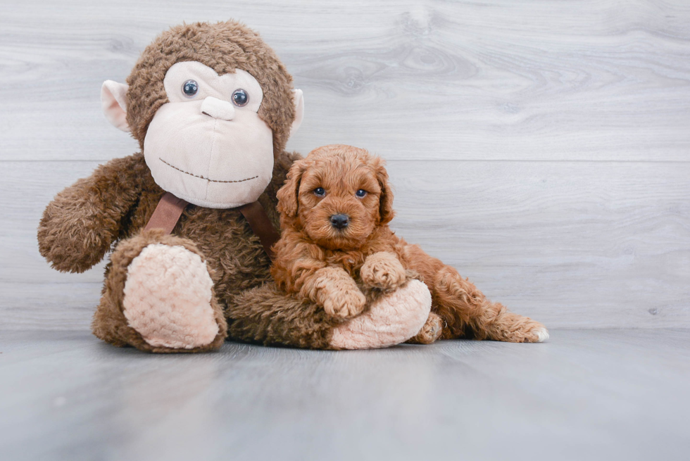 Petite Mini Goldendoodle Poodle Mix Pup