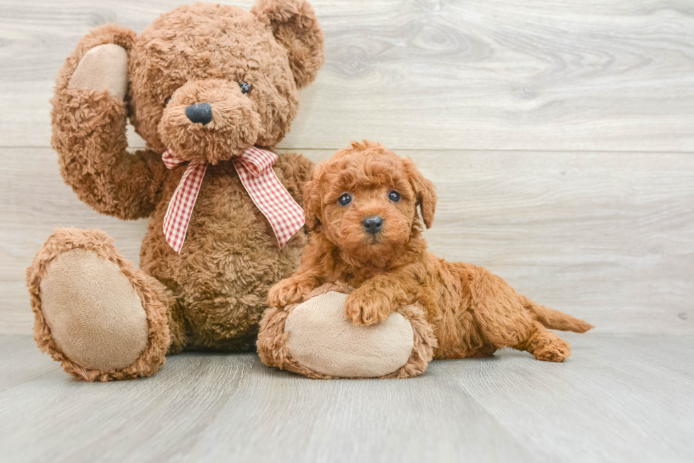 Little Mini Goldenpoo Poodle Mix Puppy