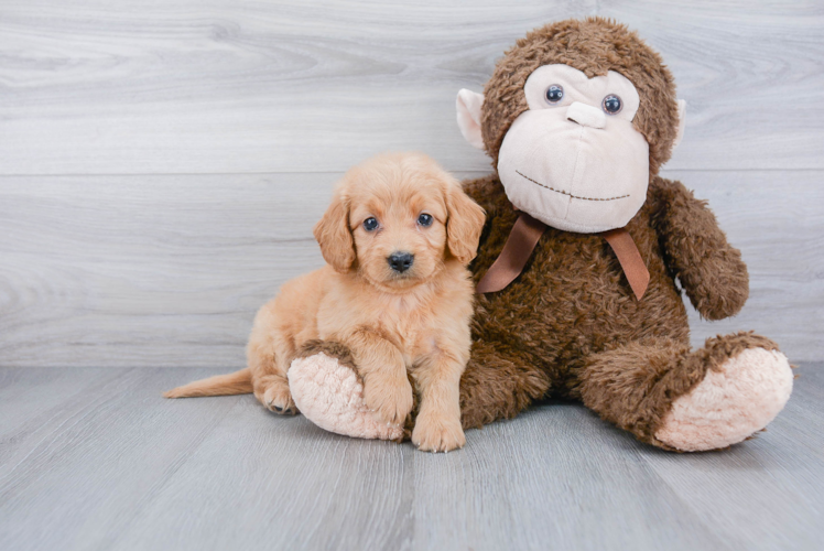 Little Golden Retriever Poodle Mix Puppy