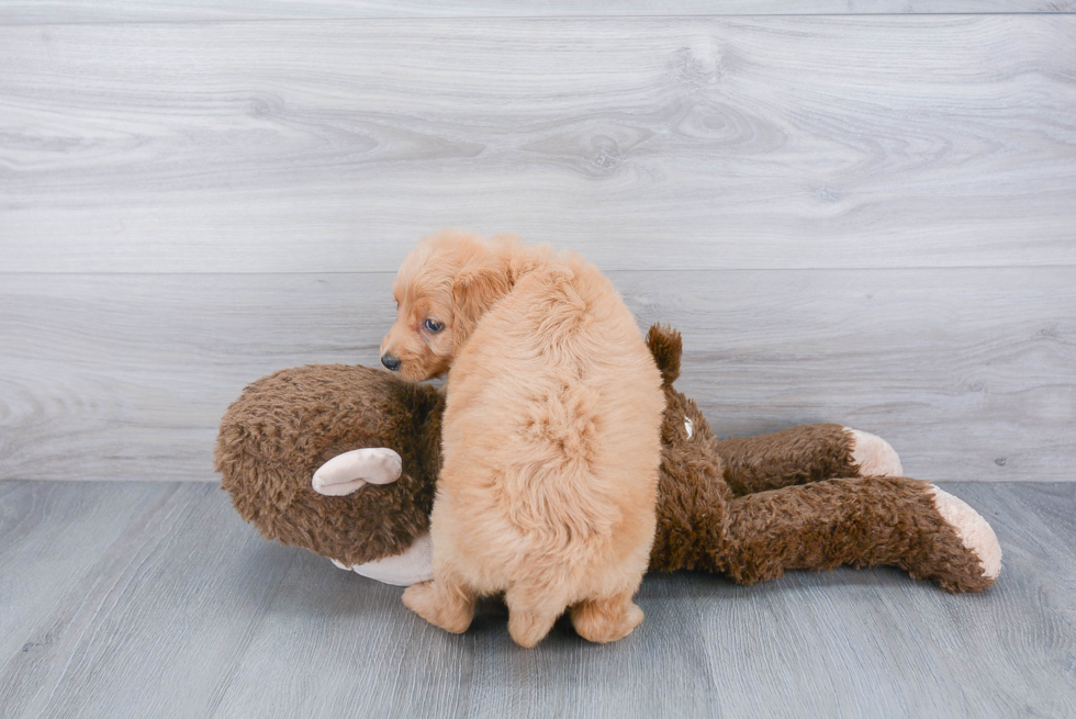 Cute Mini Goldendoodle Baby