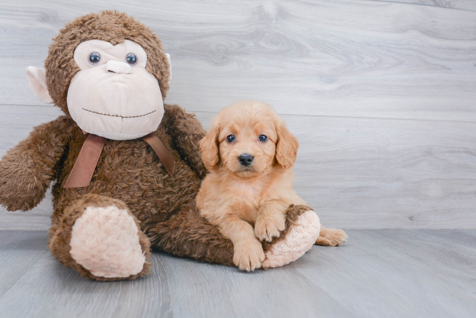 Mini Goldendoodle Puppy for Adoption