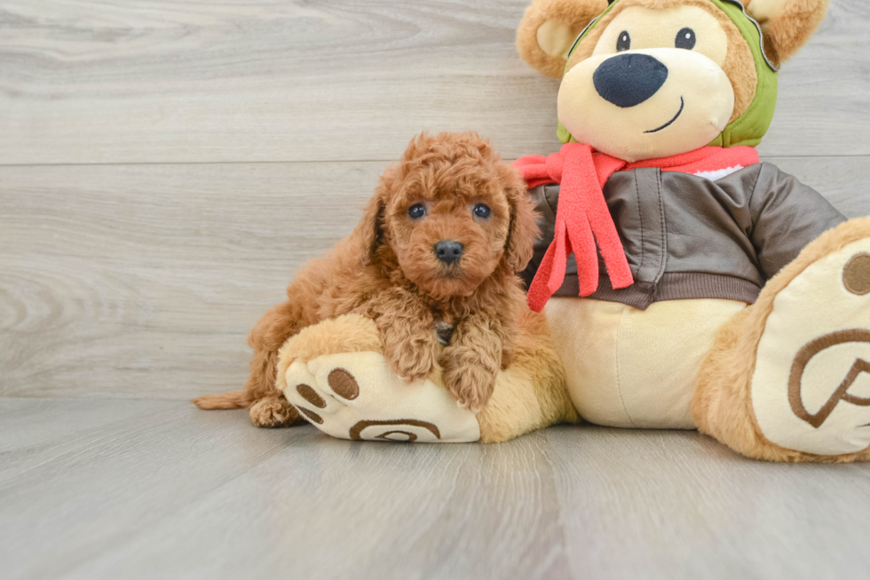 Mini Goldendoodle Puppy for Adoption