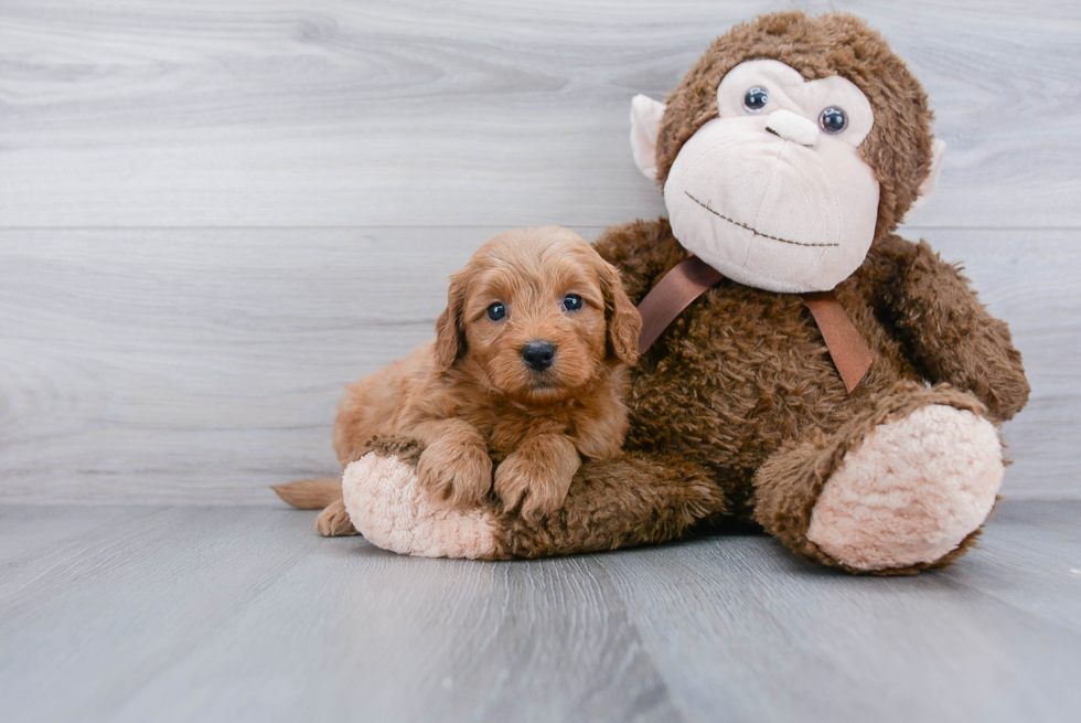 Best Mini Goldendoodle Baby