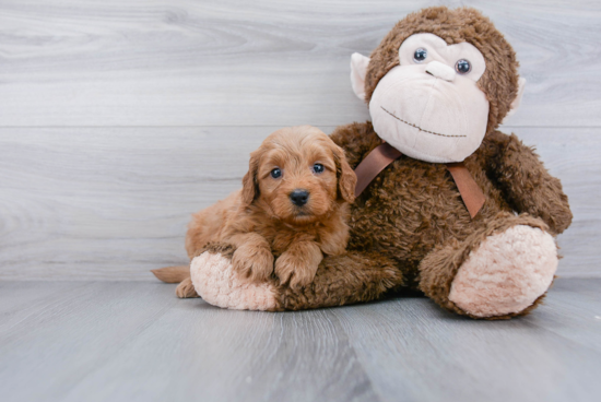 Best Mini Goldendoodle Baby