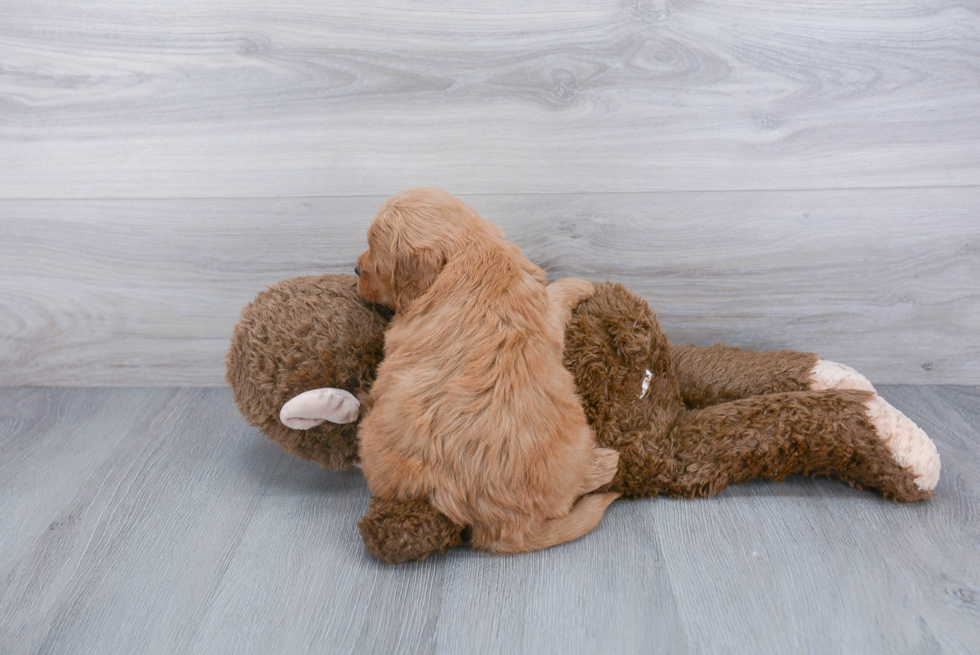 Best Mini Goldendoodle Baby