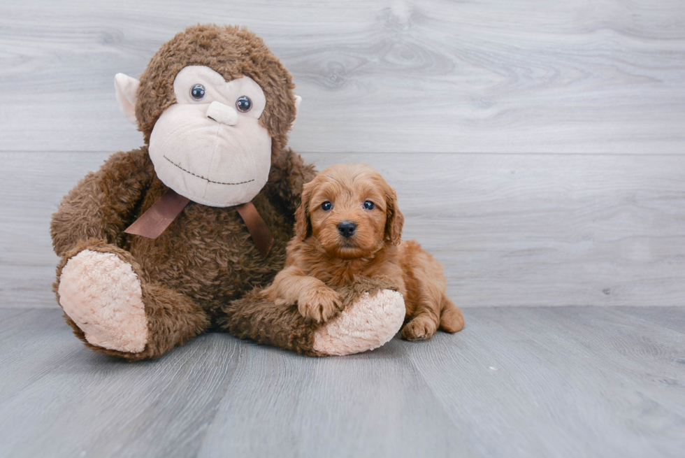 Best Mini Goldendoodle Baby