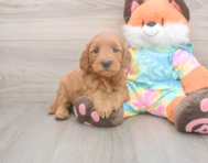 7 week old Mini Goldendoodle Puppy For Sale - Premier Pups