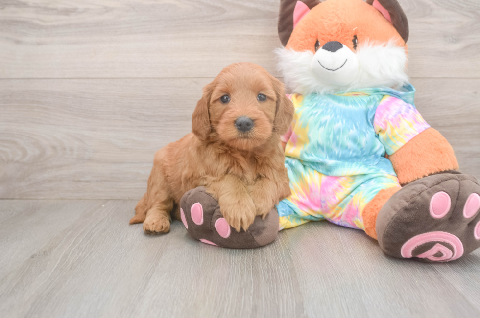 5 week old Mini Goldendoodle Puppy For Sale - Premier Pups