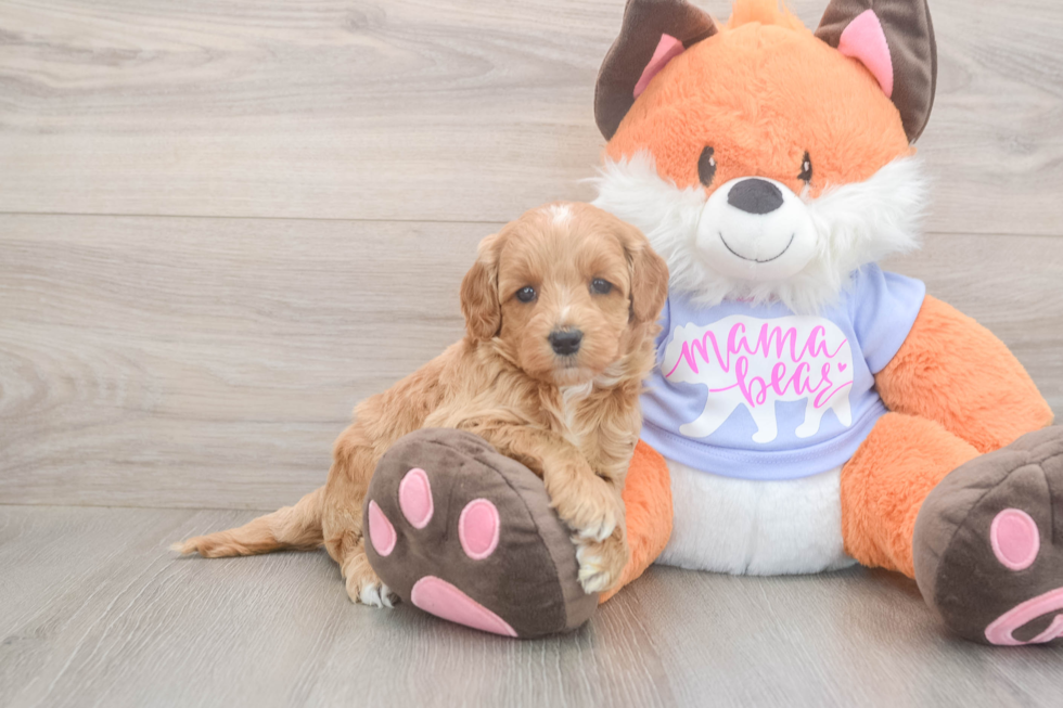 Meet Astrid - our Mini Goldendoodle Puppy Photo  2/3 - Premier Pups Small Mini Goldendoodle Baby