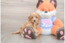 Meet Astrid - our Mini Goldendoodle Puppy Photo  2/3 - Premier Pups Small Mini Goldendoodle Baby