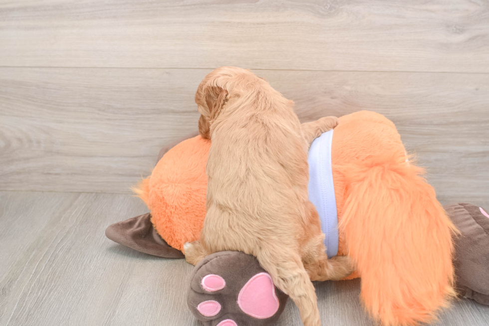 Meet Astrid - our Mini Goldendoodle Puppy Photo  3/3 - Premier Pups Sweet Mini Goldendoodle Baby