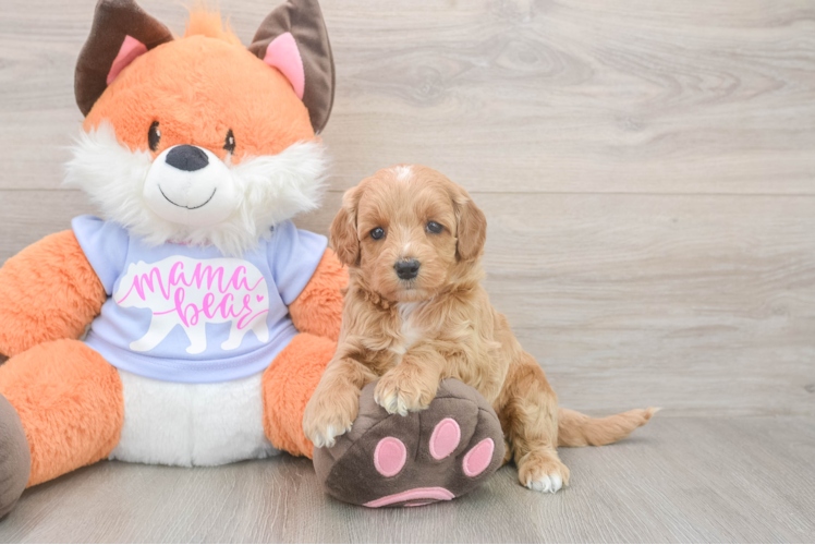 Fluffy Mini Goldendoodle Poodle Mix Pup