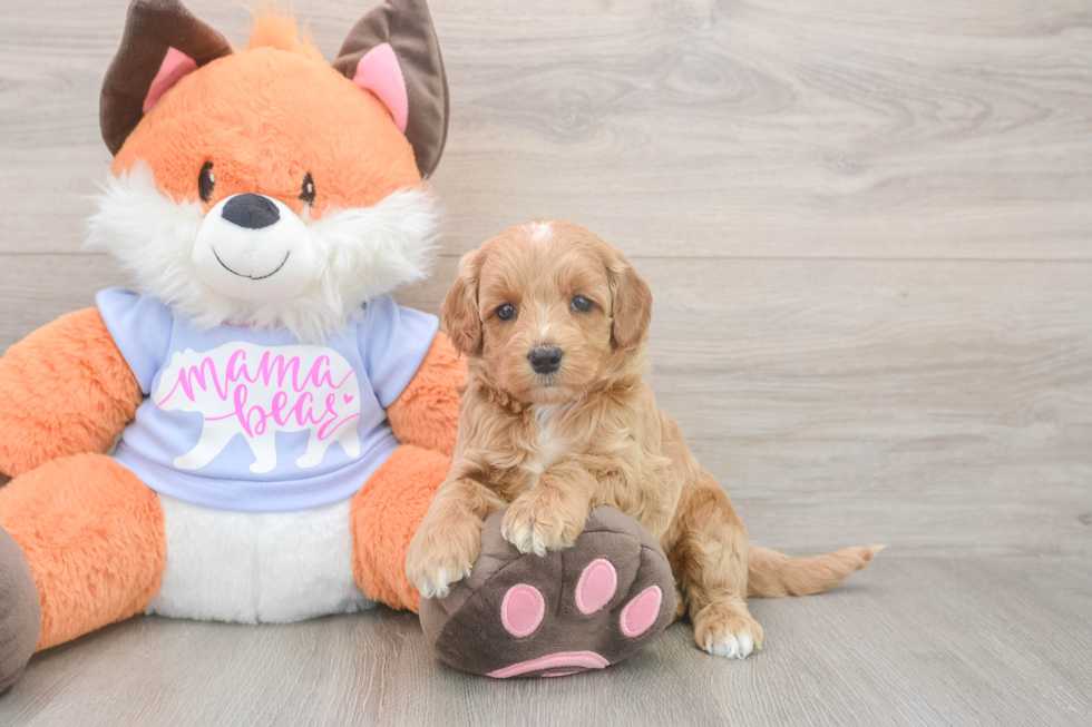 Meet Astrid - our Mini Goldendoodle Puppy Photo  1/3 - Premier Pups Fluffy Mini Goldendoodle Poodle Mix Pup