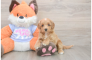Meet Astrid - our Mini Goldendoodle Puppy Photo  1/3 - Premier Pups Fluffy Mini Goldendoodle Poodle Mix Pup