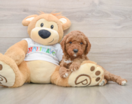 7 week old Mini Goldendoodle Puppy For Sale - Premier Pups