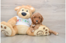 Mini Goldendoodle Pup Being Cute
