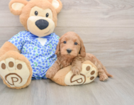8 week old Mini Goldendoodle Puppy For Sale - Premier Pups