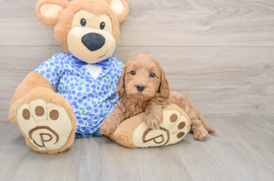 Mini Goldendoodle Pup Being Cute
