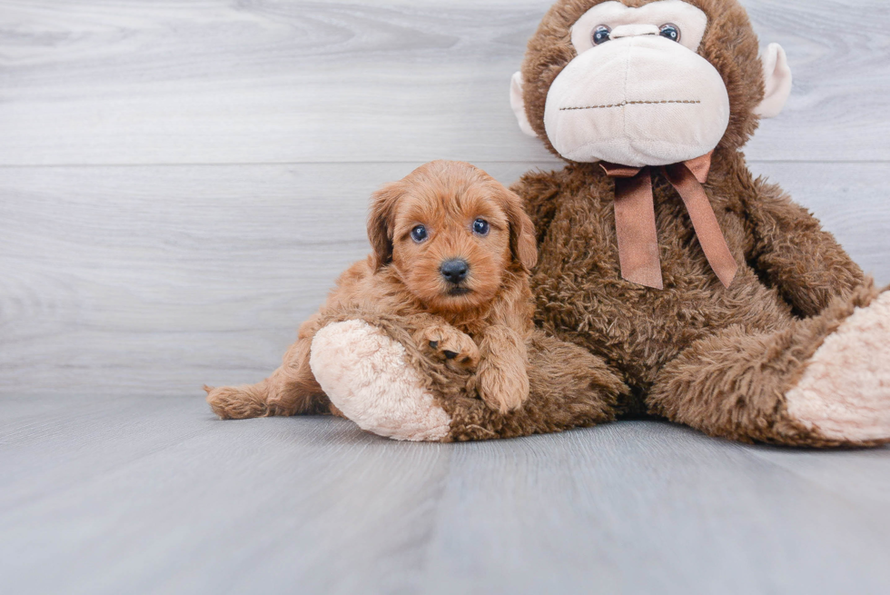 Friendly Mini Goldendoodle Baby