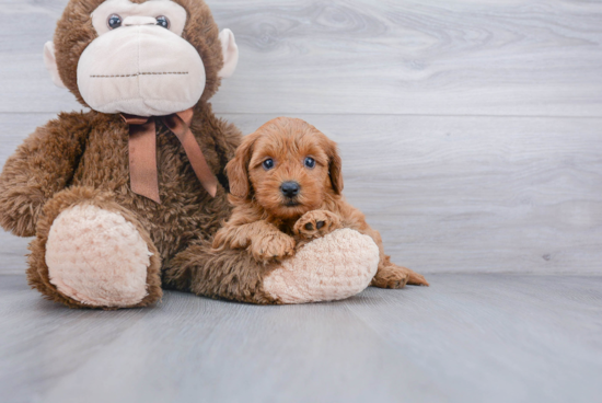 Mini Goldendoodle Pup Being Cute