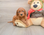 7 week old Mini Goldendoodle Puppy For Sale - Premier Pups
