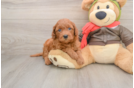 Hypoallergenic Mini Goldiepoo Poodle Mix Puppy