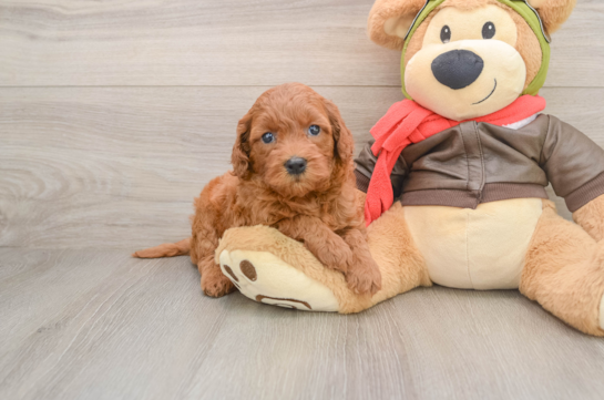 Hypoallergenic Mini Goldiepoo Poodle Mix Puppy