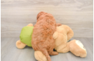 Small Mini Goldendoodle Baby