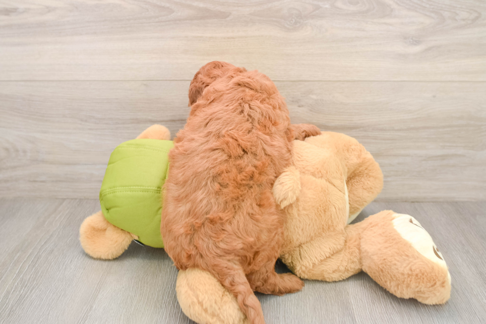Small Mini Goldendoodle Baby