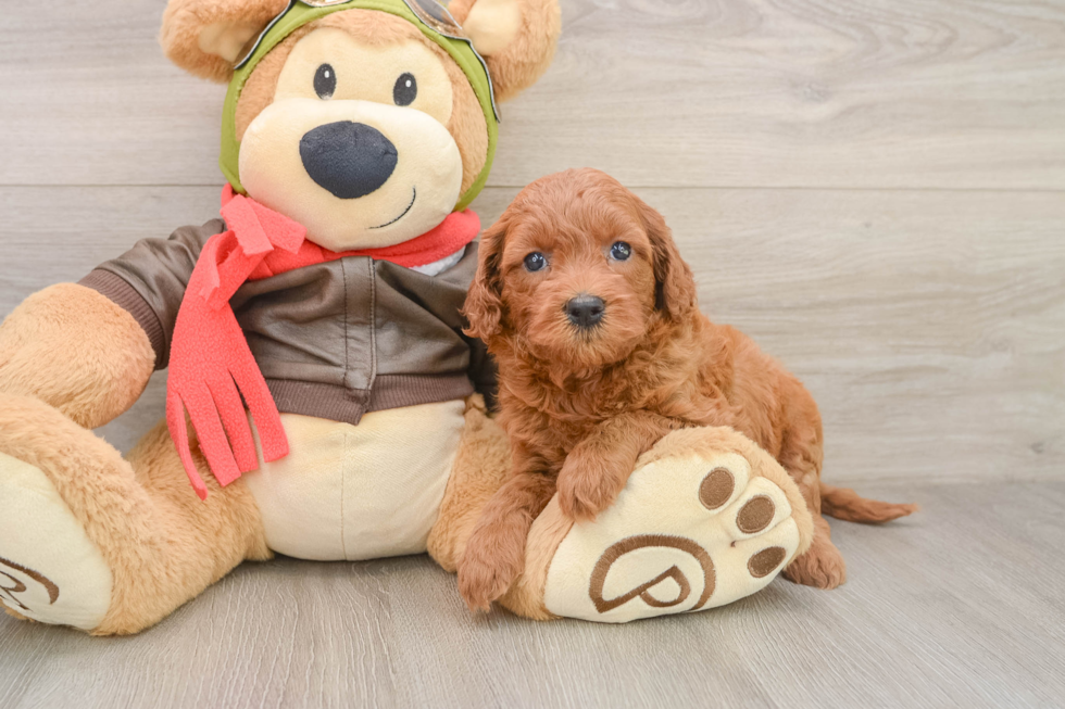 Friendly Mini Goldendoodle Baby