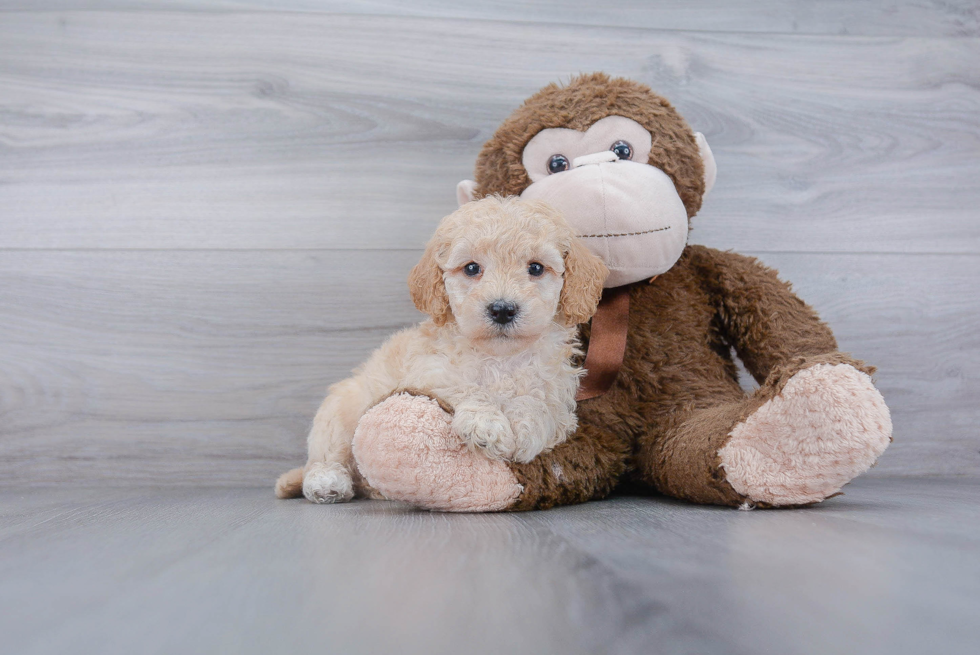 Best Mini Goldendoodle Baby