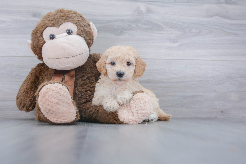 Petite Mini Goldendoodle Poodle Mix Pup