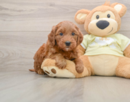 7 week old Mini Goldendoodle Puppy For Sale - Premier Pups