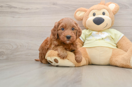 Mini Goldendoodle Pup Being Cute