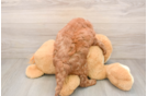 Mini Goldendoodle Pup Being Cute