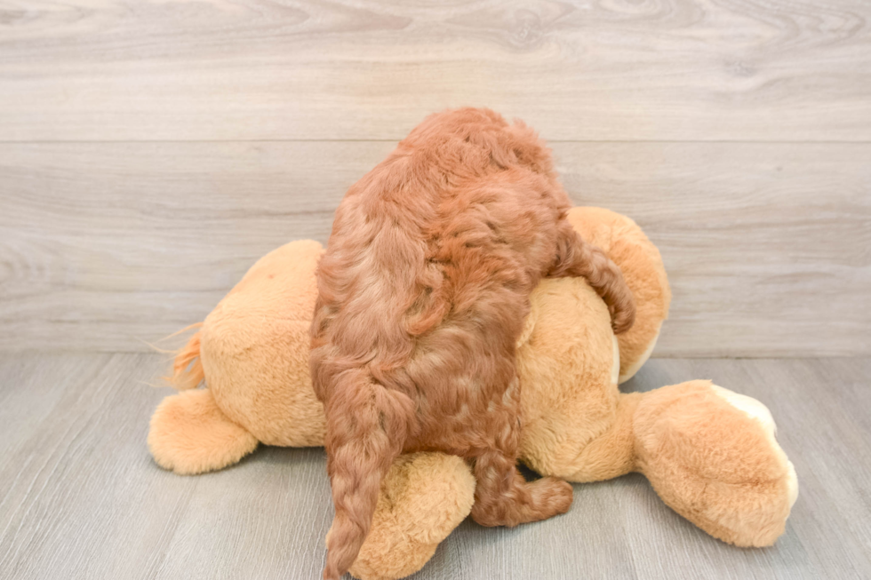 Mini Goldendoodle Pup Being Cute