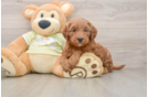 Best Mini Goldendoodle Baby