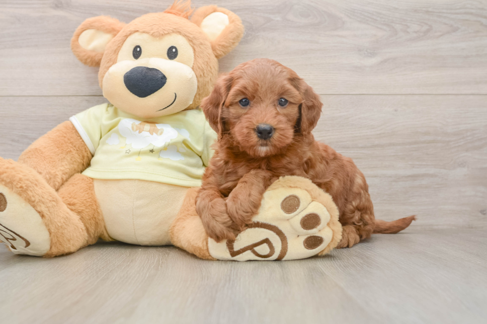 Best Mini Goldendoodle Baby