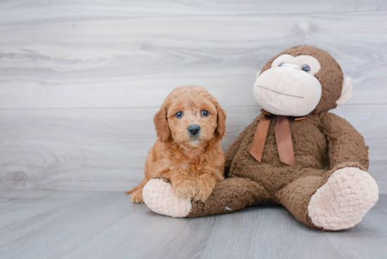 Mini Goldendoodle Puppy for Adoption