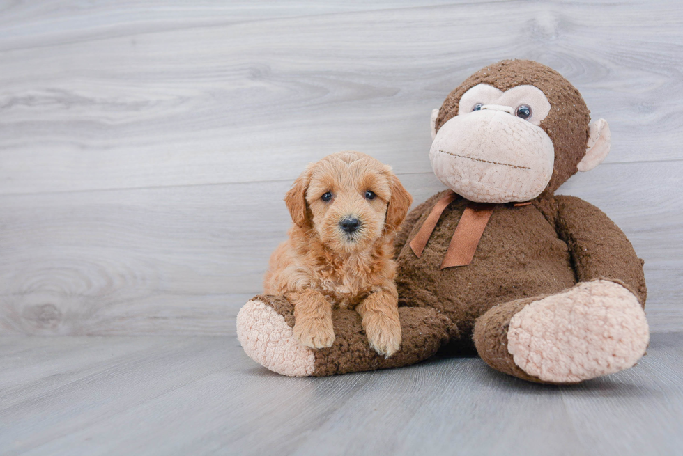 Hypoallergenic Golden Retriever Poodle Mix Puppy