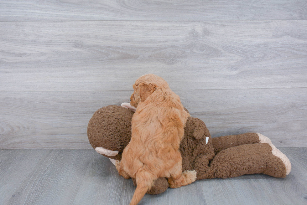 Playful Golden Retriever Poodle Mix Puppy