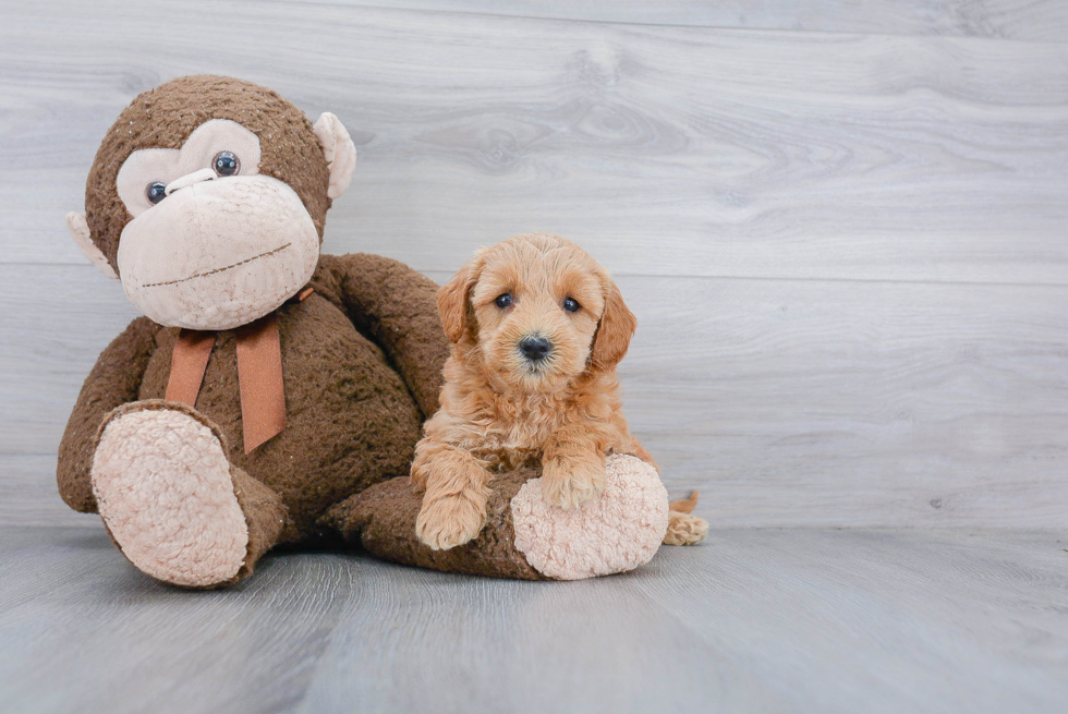 Best Mini Goldendoodle Baby